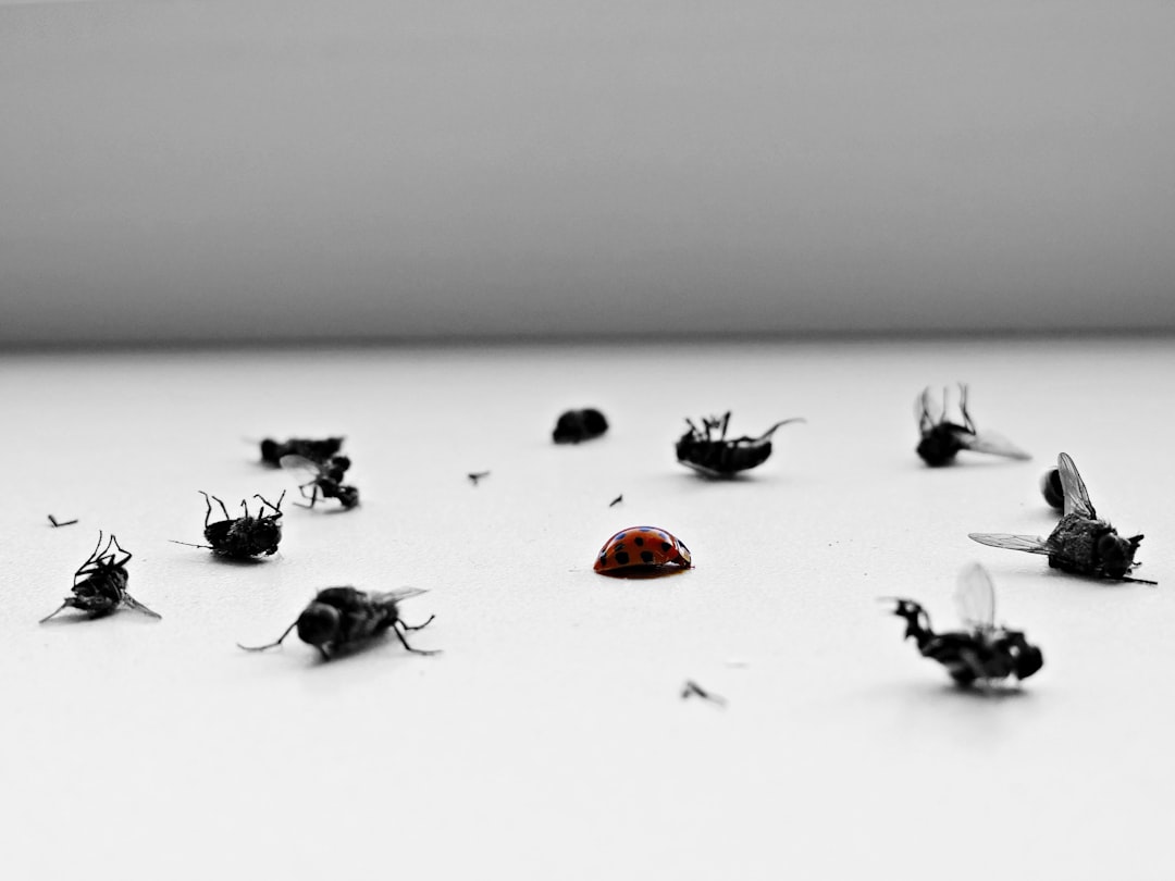 a-group-of-flies-sitting-on-top-of-a-table-vhr2ujqehhw