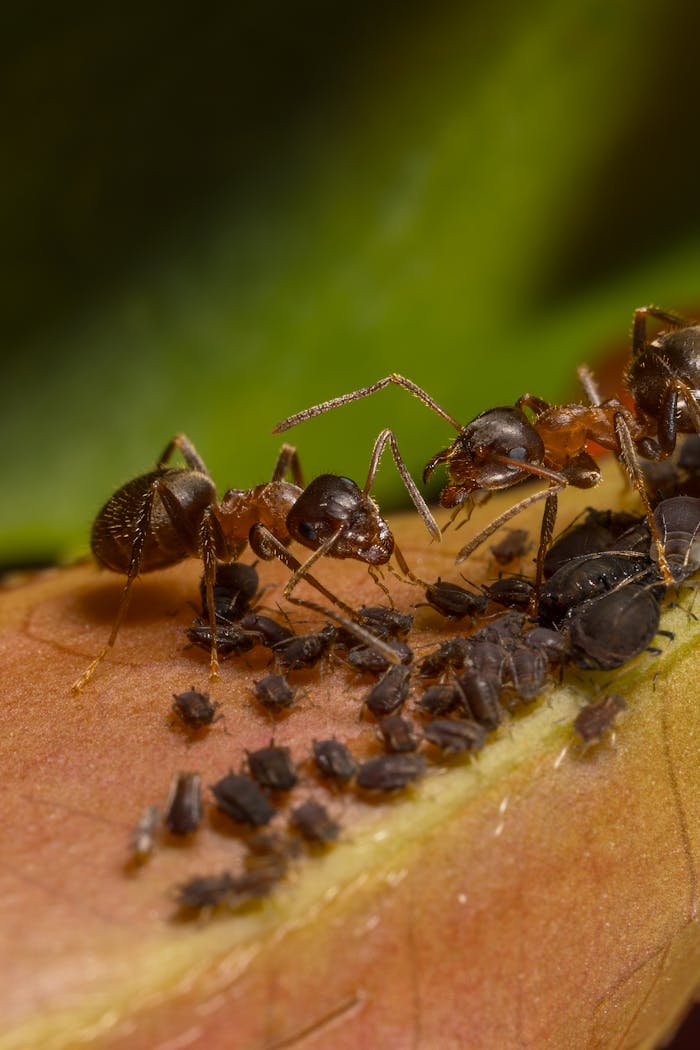 services-02 Detailed macro view of ants interacting with aphids on a leaf.