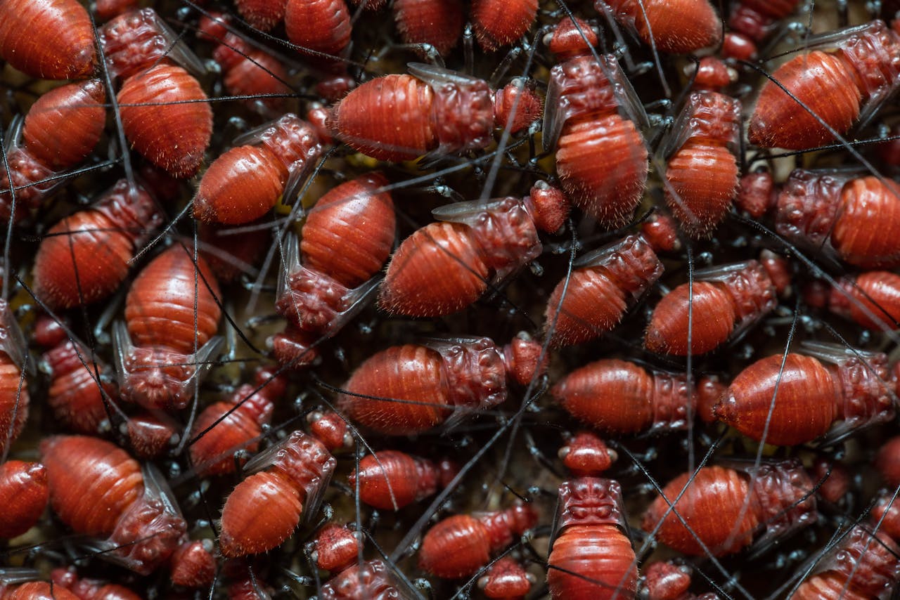 High-resolution close-up image of a swarm of red insects clustered together.