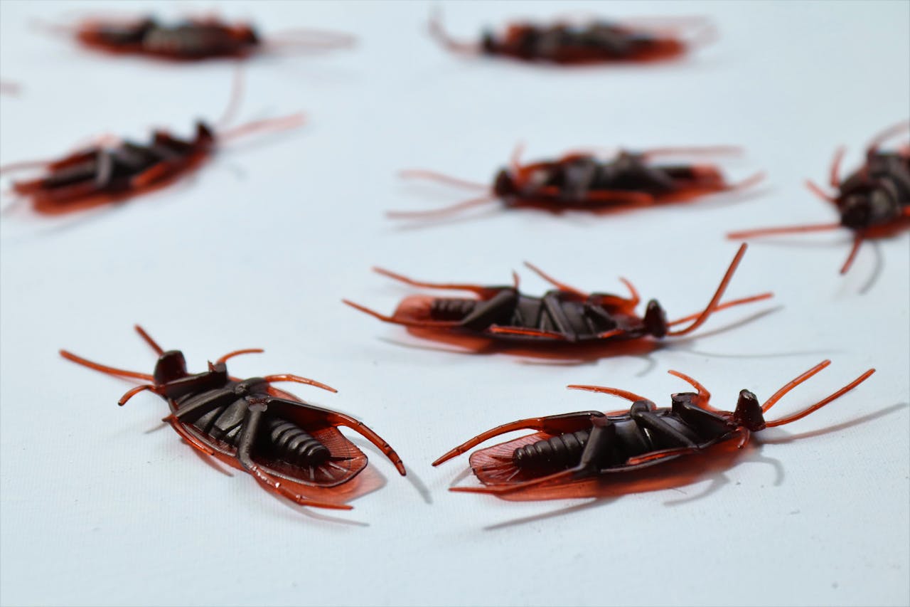 services-01 Detailed macro image of several dead cockroaches scattered on a white surface, depicting pest control.